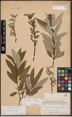 Foto von Salix caprea L. x Salix eleagnos Scop.